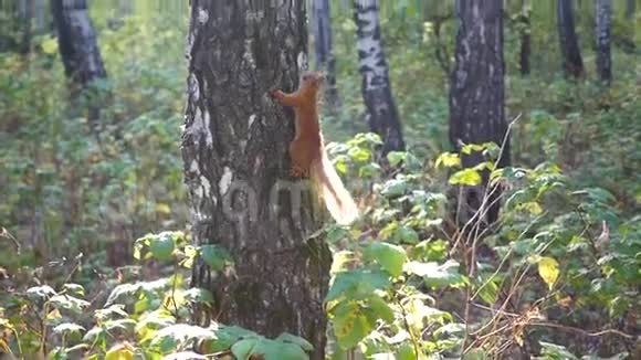 淘气的松鼠跳上一棵树挥舞着尾巴视频的预览图