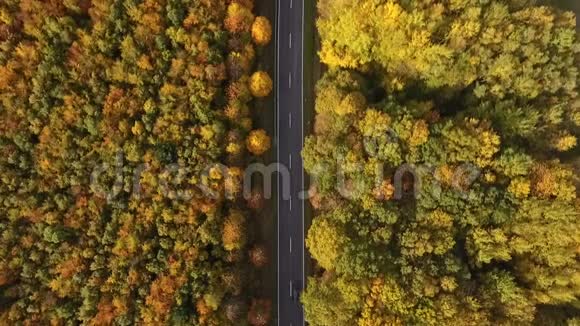 乡村道路和秋林视频的预览图