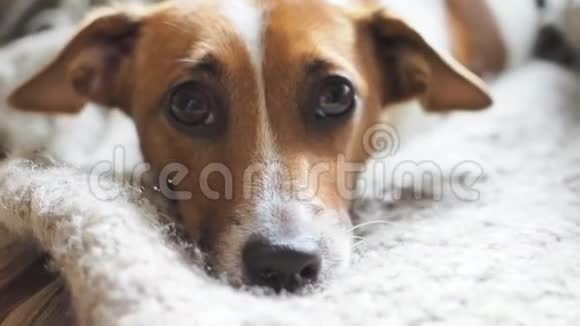 悲伤的杰克罗塞尔猎犬休息毯子视频的预览图