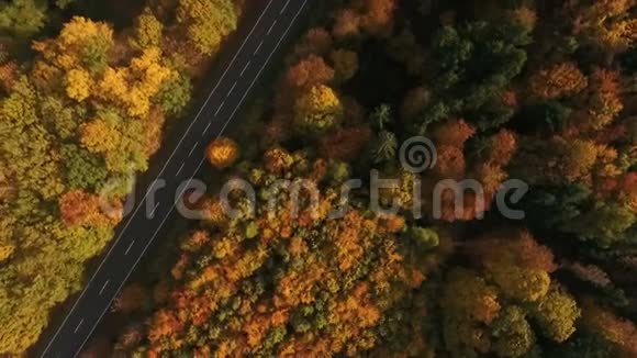 乡村道路和秋林视频的预览图