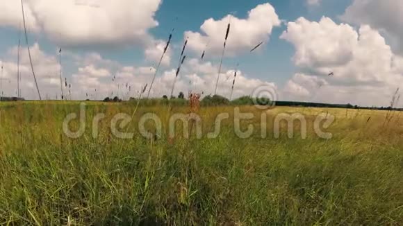牧场青翠的草地下一片蓝天白云视频的预览图