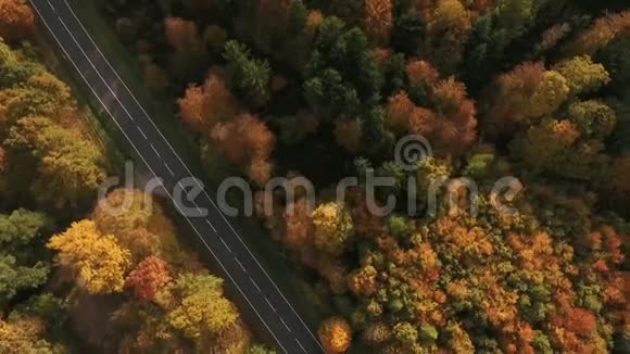 乡村道路和秋林视频的预览图