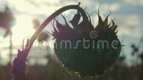 收获时间一片成熟的向日葵秋天收获葵花籽向日葵特写镜头的干茎视频的预览图