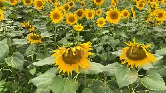 在田野里生长的美丽的黄色盛开的向日葵的种植视频的预览图
