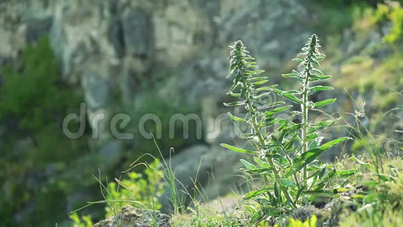 蓝雪花Salviafarinacea花开在岩石上微风中视频的预览图
