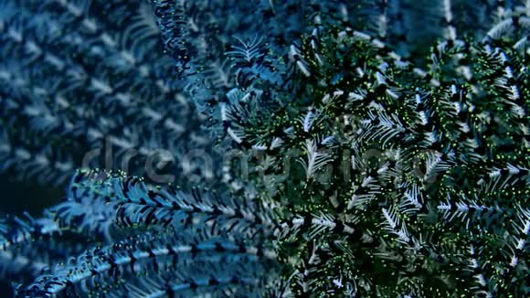 羽毛星热带珊瑚礁上五颜六色的菊科植物视频的预览图