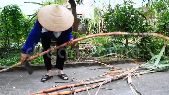 农民收割甘蔗视频的预览图