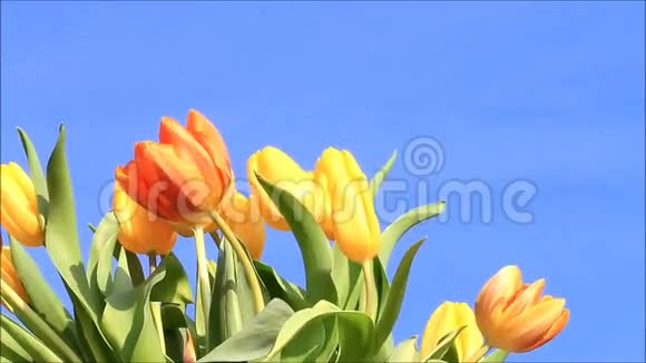 蓝色天空上的郁金香是黄色的橙色视频的预览图