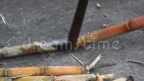 农民收割甘蔗视频的预览图
