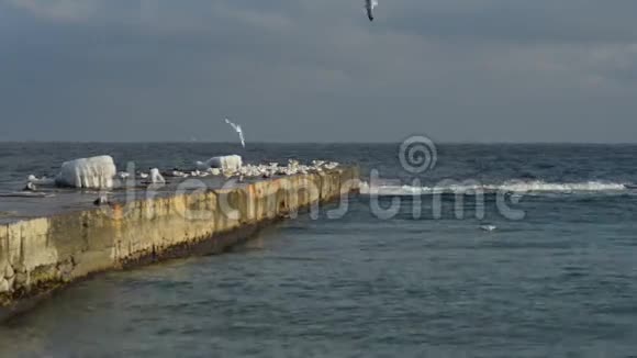 海鸥飞过海滩视频的预览图