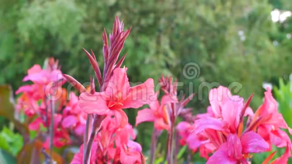 百合在阳光明媚的夏日花在花园里这个属的常见名称包括仙女百合雨花视频的预览图