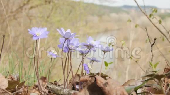 巨大的紫罗兰花视频的预览图