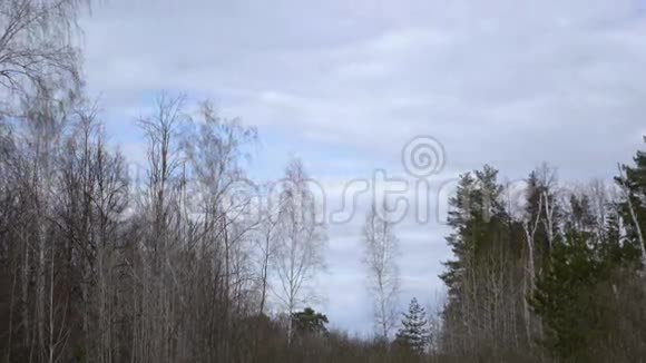 早春的森林景观没有叶子的树在风中强烈地摆动大风吹来灰色的云视频的预览图