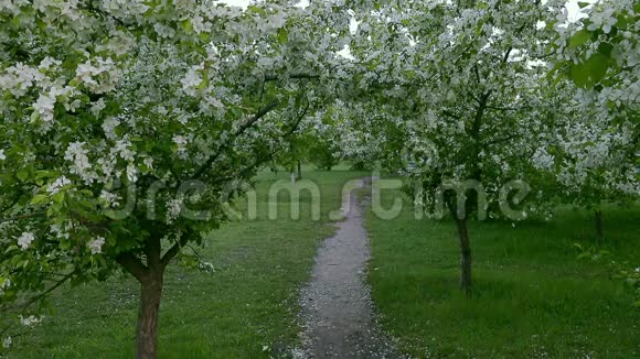 青白枝开苹果树上路春时节视频的预览图