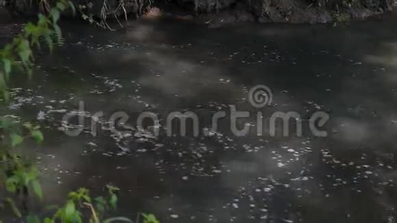 废水污水污染河流视频的预览图