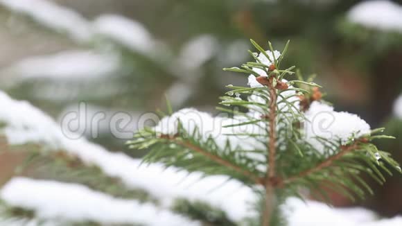 一棵雪覆盖的杉树枝冰冷的雪落在森林里视频的预览图