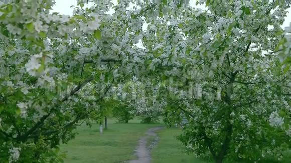青白枝开苹果树以上小路春日视频的预览图
