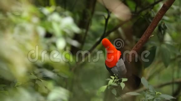 厄瓜多尔两只安第斯岩鸡的雄性美洲狮在树枝上跳跃等待雌性视频的预览图