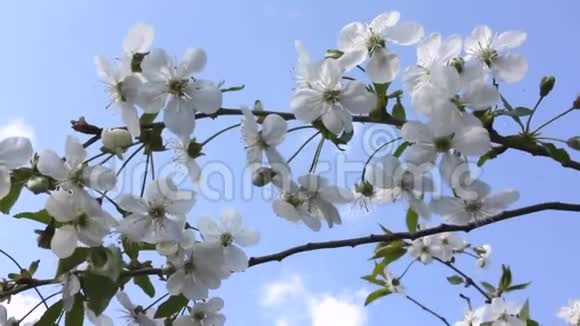春天开花的樱桃和天空视频的预览图