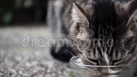 喂养可爱的家庭短发猫花园里的猫视频的预览图