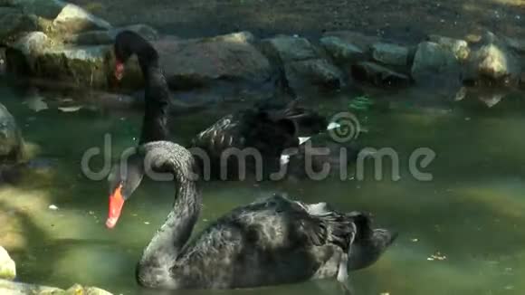 两只黑天鹅在一个小池塘里游泳视频的预览图