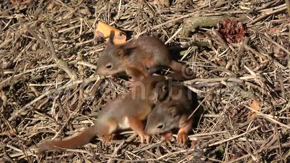 三只年轻漂亮友好的红松鼠在公园玩耍视频的预览图