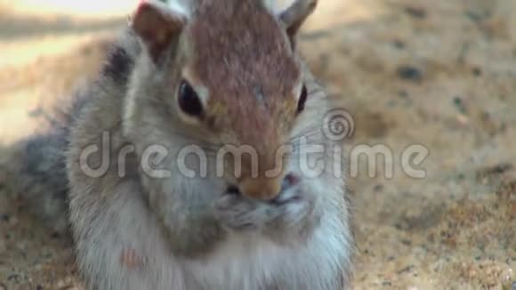 松鼠在马尔代夫啃坚果视频的预览图