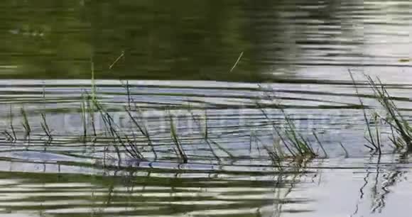 绿色芦苇的小池塘中的欧亚种视频的预览图