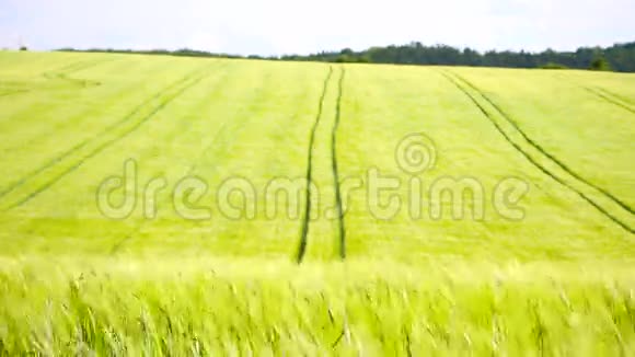 在黄绿青青的青稞田里拖拉机履带翻腾的玉米植株在风中飘荡三版自由度视频的预览图