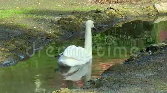 天鹅在小溪里游泳框架的底部有两只野鸭视频的预览图