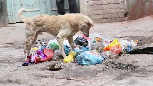 狗在瓦拉纳西的街道上穿过垃圾人们经过视频的预览图