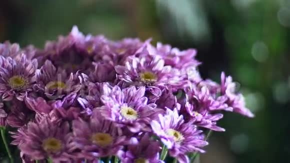 特写花束在光线的照射下旋转花的组成由紫菊组成视频的预览图