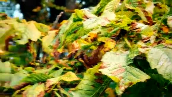 秋天中和特写树上的黄绿叶视频的预览图