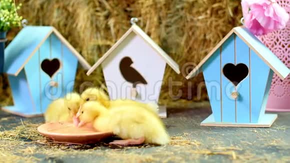 特写三只小黄鸭从盘子里喝水背景是干草堆颜色很小视频的预览图