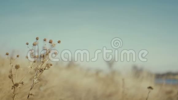 特写干草自然背景视频的预览图