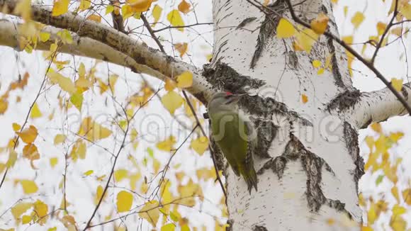 鸟灰脸啄木鸟皮克斯犬沿着桦树的树干爬行视频的预览图