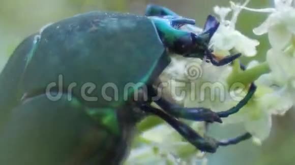闪亮的绿色甲壳虫吞噬一朵花视频的预览图