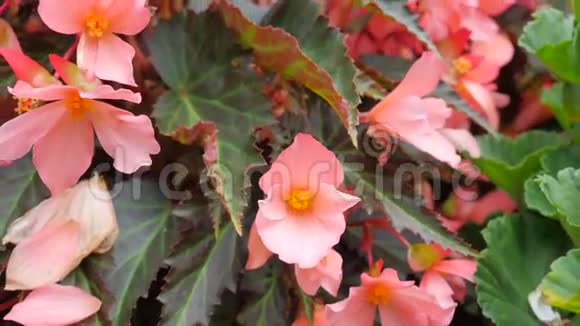 橙色花园花与紫色李斯特亚米相机运动与单花从底部顶部与概述视频的预览图