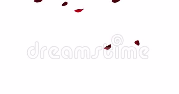 红艳艳的花瓣在白色的背景下飞舞爱情和情人节节日视频的预览图