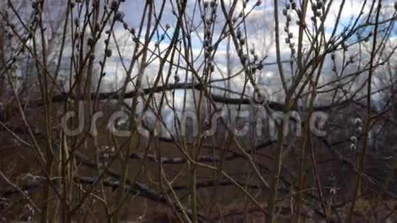 春天的风景柳枝在风中摇曳柳树的花蕾长在树枝上风摇动树枝视频的预览图