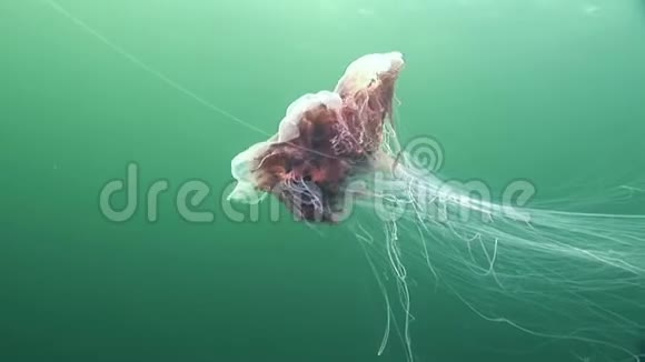 白海绿色背景下的美杜莎水母视频的预览图