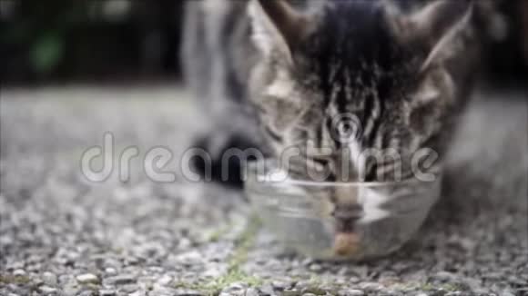 喂养可爱的家庭短发猫花园里的猫视频的预览图