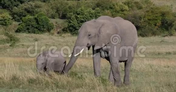 非洲大象非洲小象母象和小牛肯尼亚马赛马拉公园视频的预览图