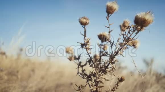 特写干草自然背景视频的预览图