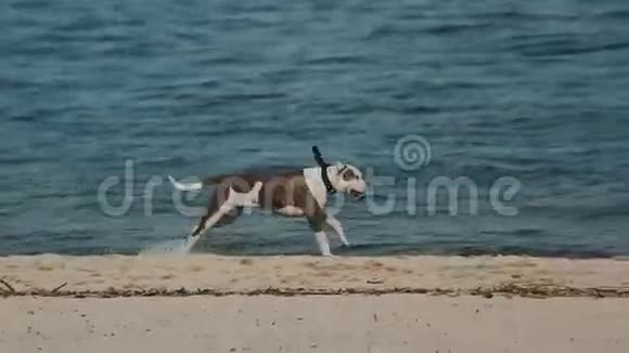 狗沿着海滩上的水奔跑视频的预览图