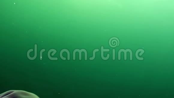 白海绿色背景下的美杜莎水母视频的预览图