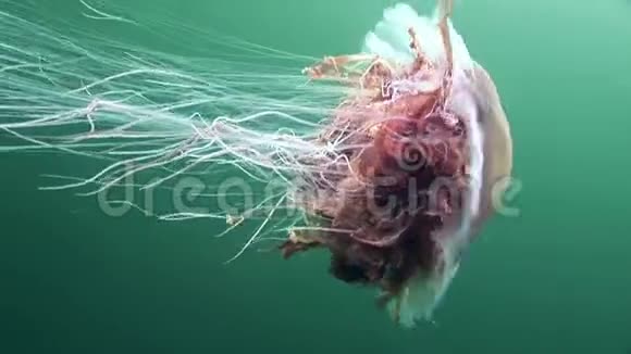 美杜莎水母在白色海洋的绿色背景下接近水下视频的预览图