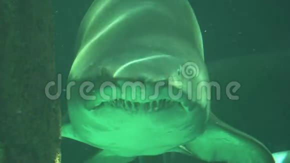 大鲨鱼在水中用锋利的牙齿游泳视频的预览图