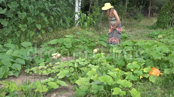 夏天女人在花园里收获新鲜的西葫芦4K视频的预览图