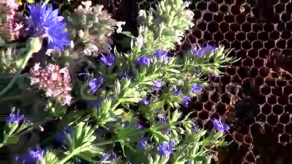 蜂巢上的各种草药视频的预览图